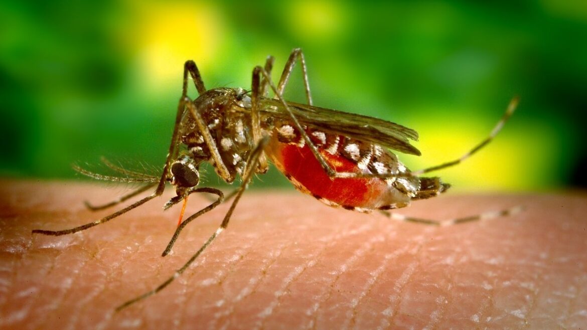 Confirmaron el primer caso de dengue del año en Córdoba